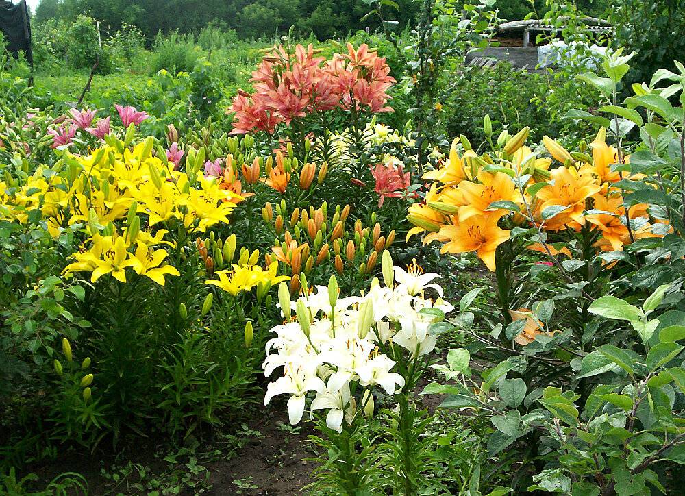 Цветы лилия: выращивание и уход дома, в саду