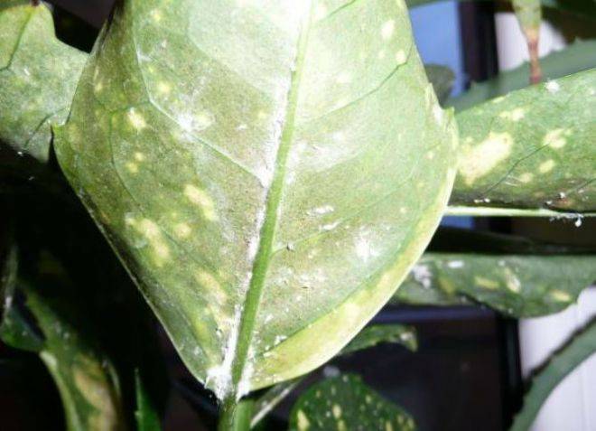 Причины засыхания и пожелтения листьев диффенбахии и методы их устранения