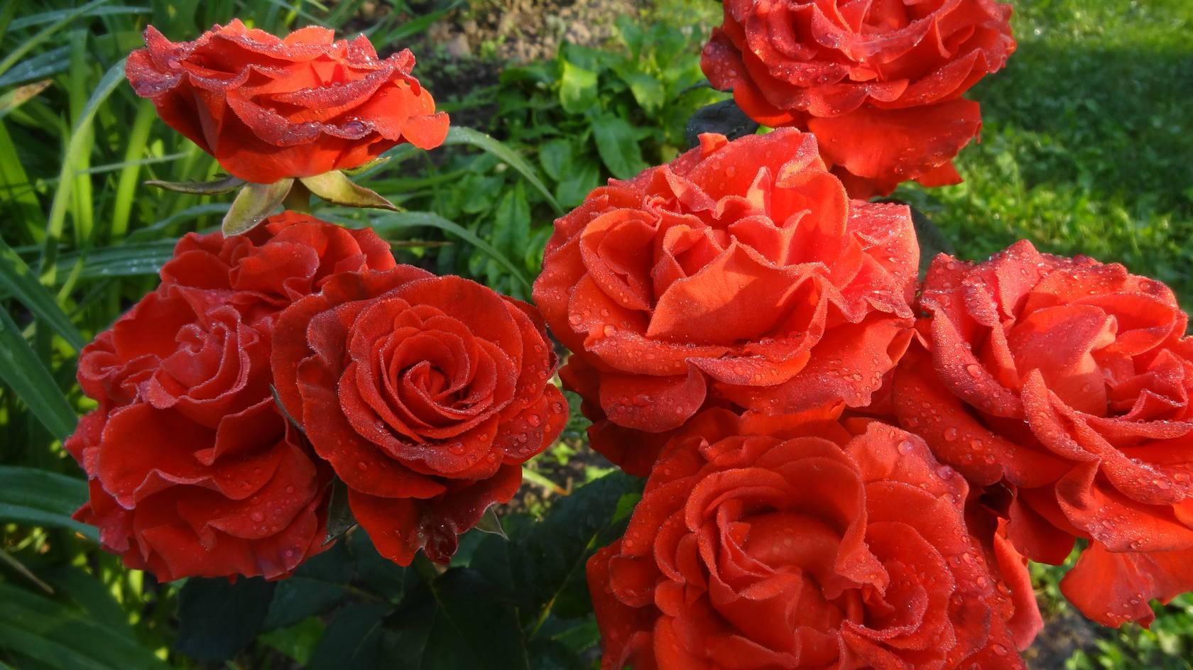 Спрей розы: что это такое, лучшие сорта с фото, названиями и описаниями
