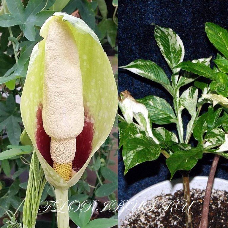 Аморфофаллус: характеристика растения, как ухаживать за цветком, фото