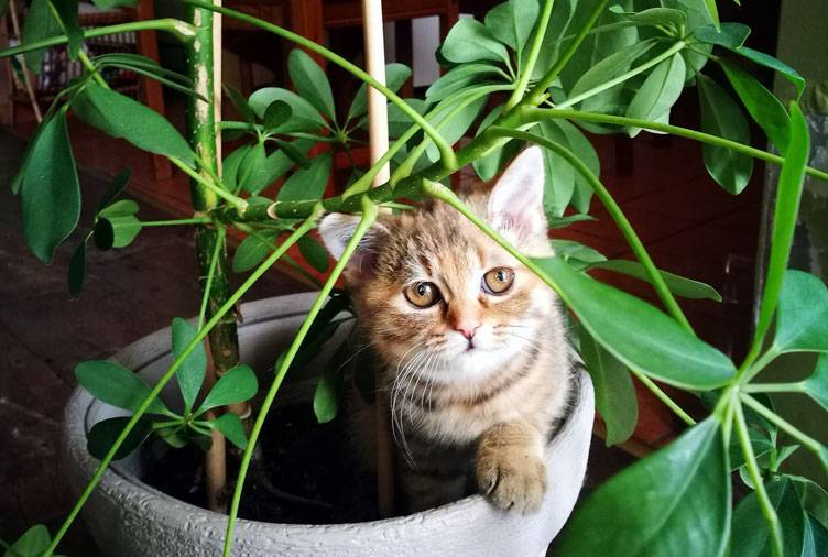 Как отучить кошку есть цветы: способы и рекомендации