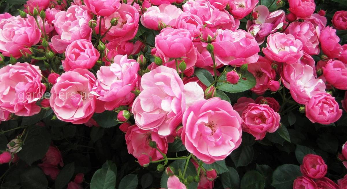 Особенности выращивания роз кордеса. описания и фото сортов