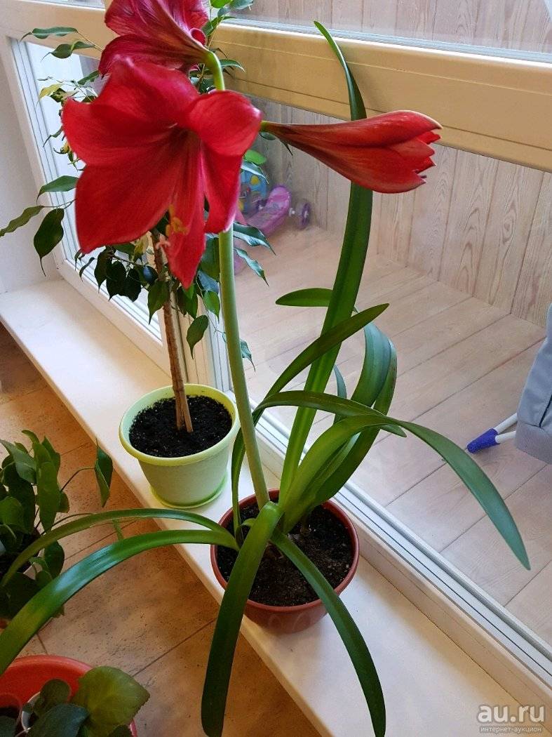 Комнатный цветок гиппеаструм, размножение и уход в домашних условиях, почему не цветет гиппеаструм (+фото)