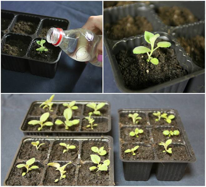 Выращивание глоксинии с помощью семян: способы и плюсы