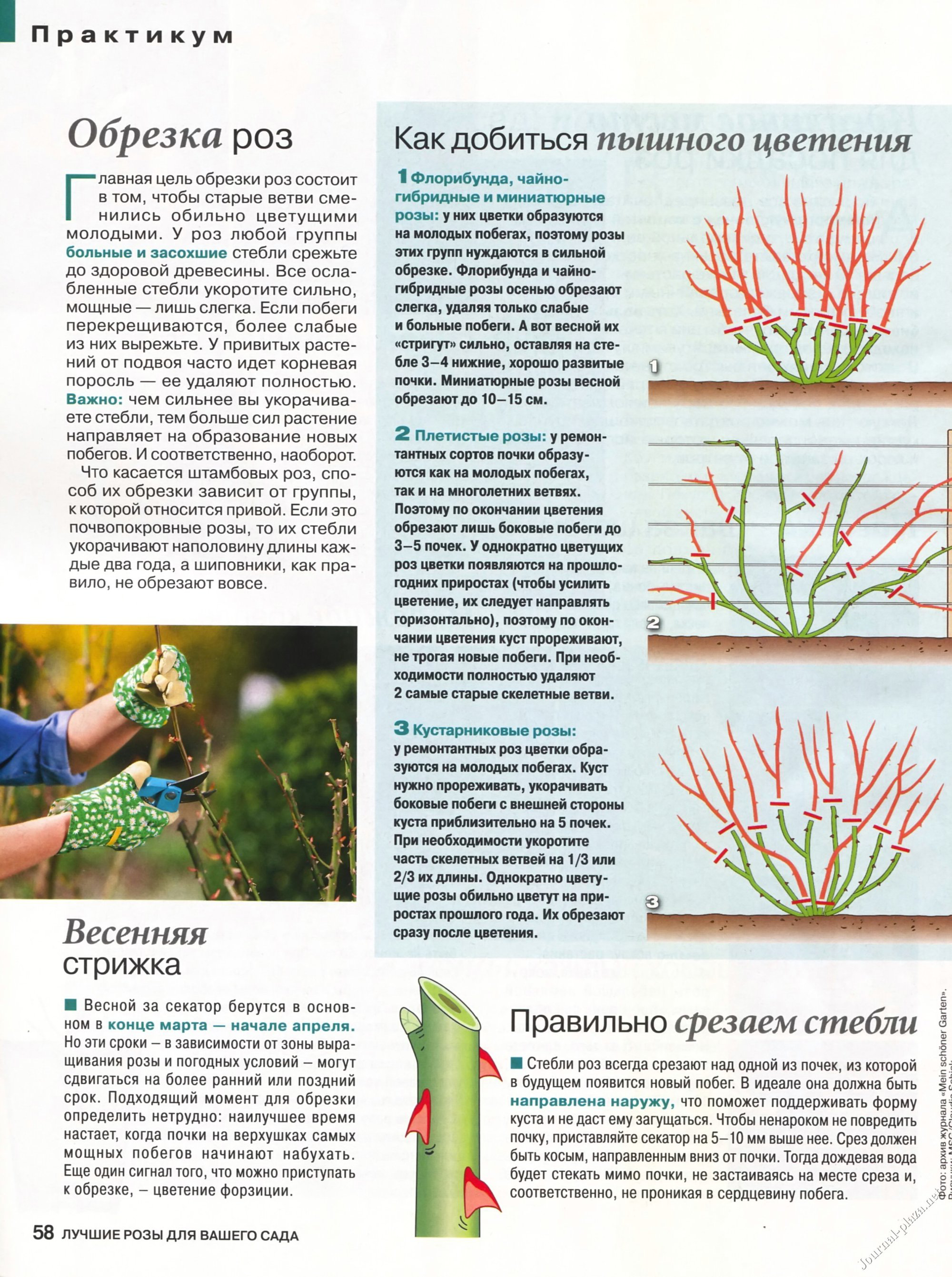 Роза пэт остин: описание и характеристики сорта, выращивание и размножение