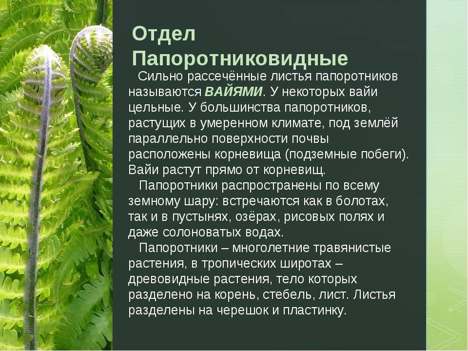 Папоротник орляк: описание растения, характеристика