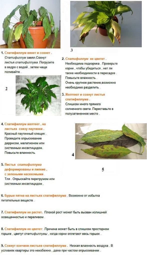 Сохнут кончики листьев хлорофитума: причины засыхания, в том числе и других частей, и почему желтеют, что делать?