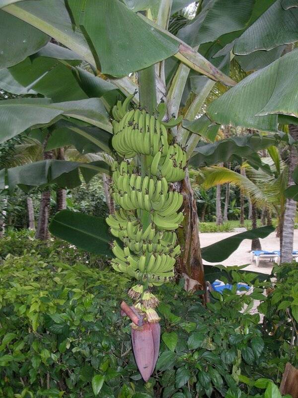 Банан: выращивание в домашних условиях