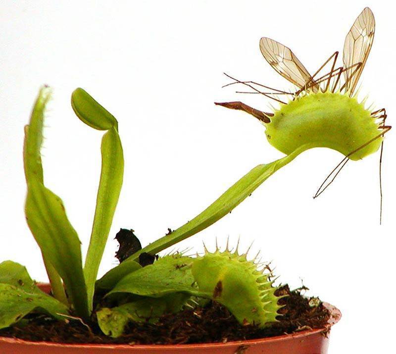 Венерина мухоловка: как ухаживать за цветком в помещении