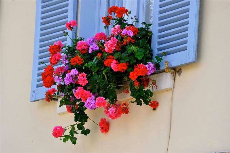 Цветы для балкона или лоджии