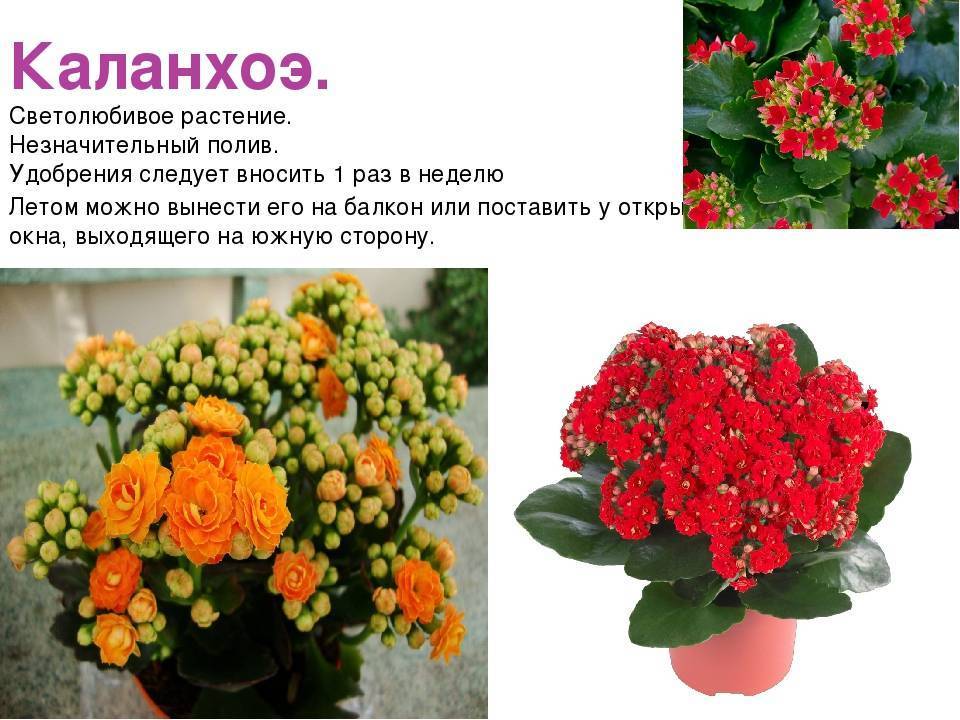 Каланхоэ: виды, фото и названия. как выращивать каланхоэ - sadovnikam.ru