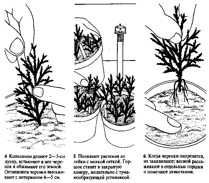 Туя: описание дерева, виды и сорта, посадка и уход