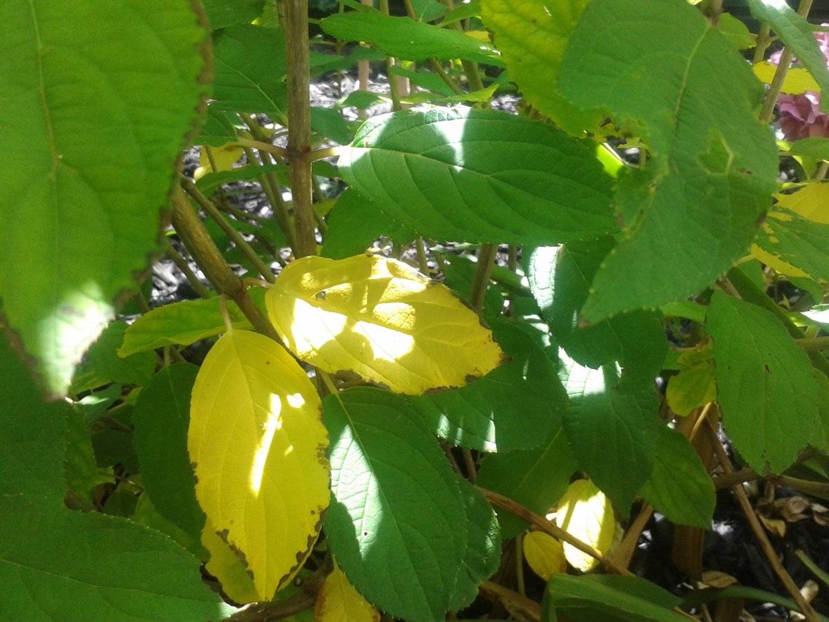 Гортензия: почему желтеют листья, частые причины, что делать, чем подкормить, советы