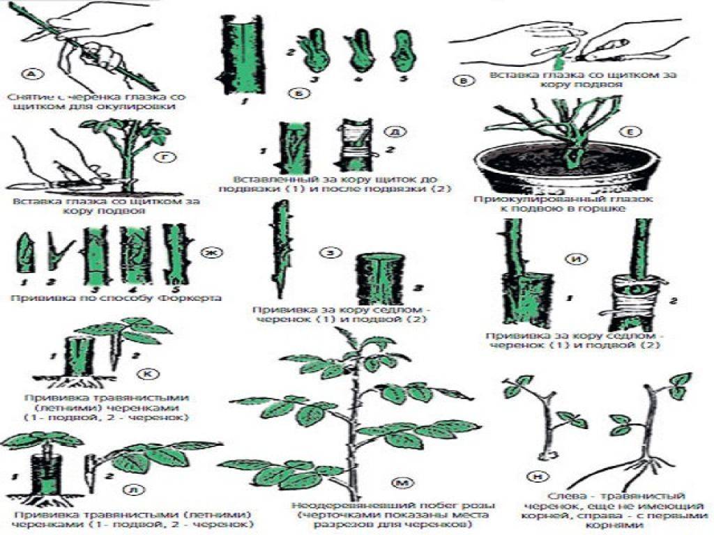 Бересклет бородавчатый, описание и фото декоративного дерева и кустарника