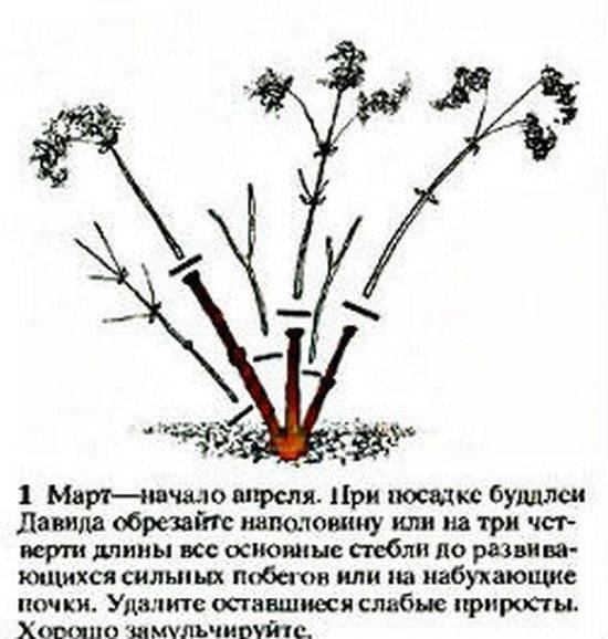 Спирея березолистная: фото, описание, сорта, посадка и уход - растения и огород