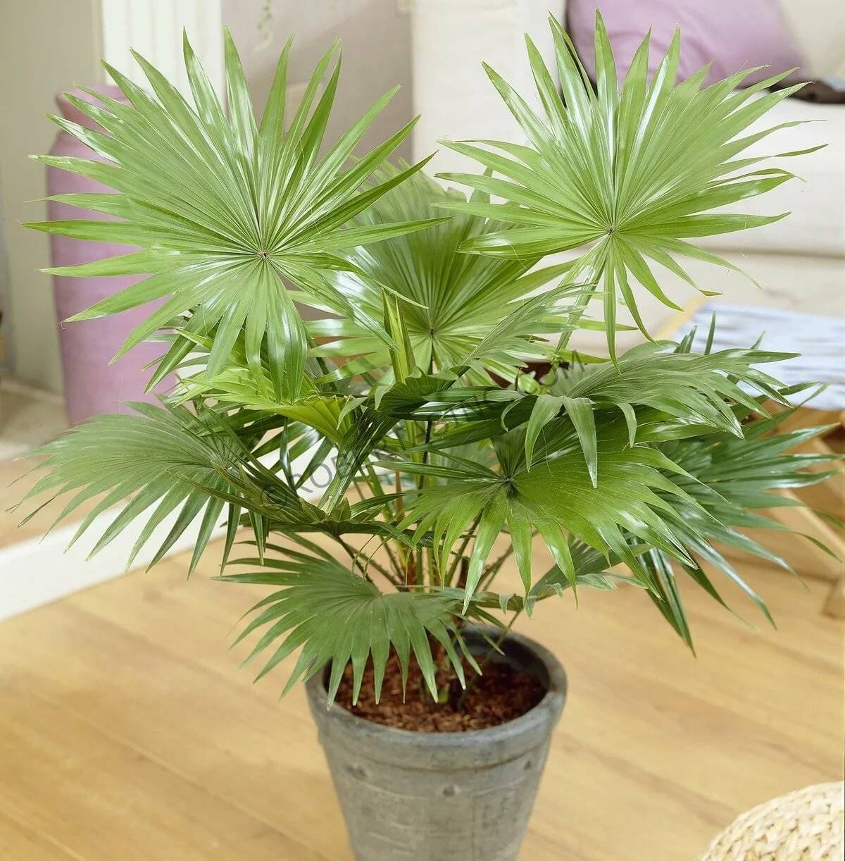 Пальма ливистона — уход в домашних условиях