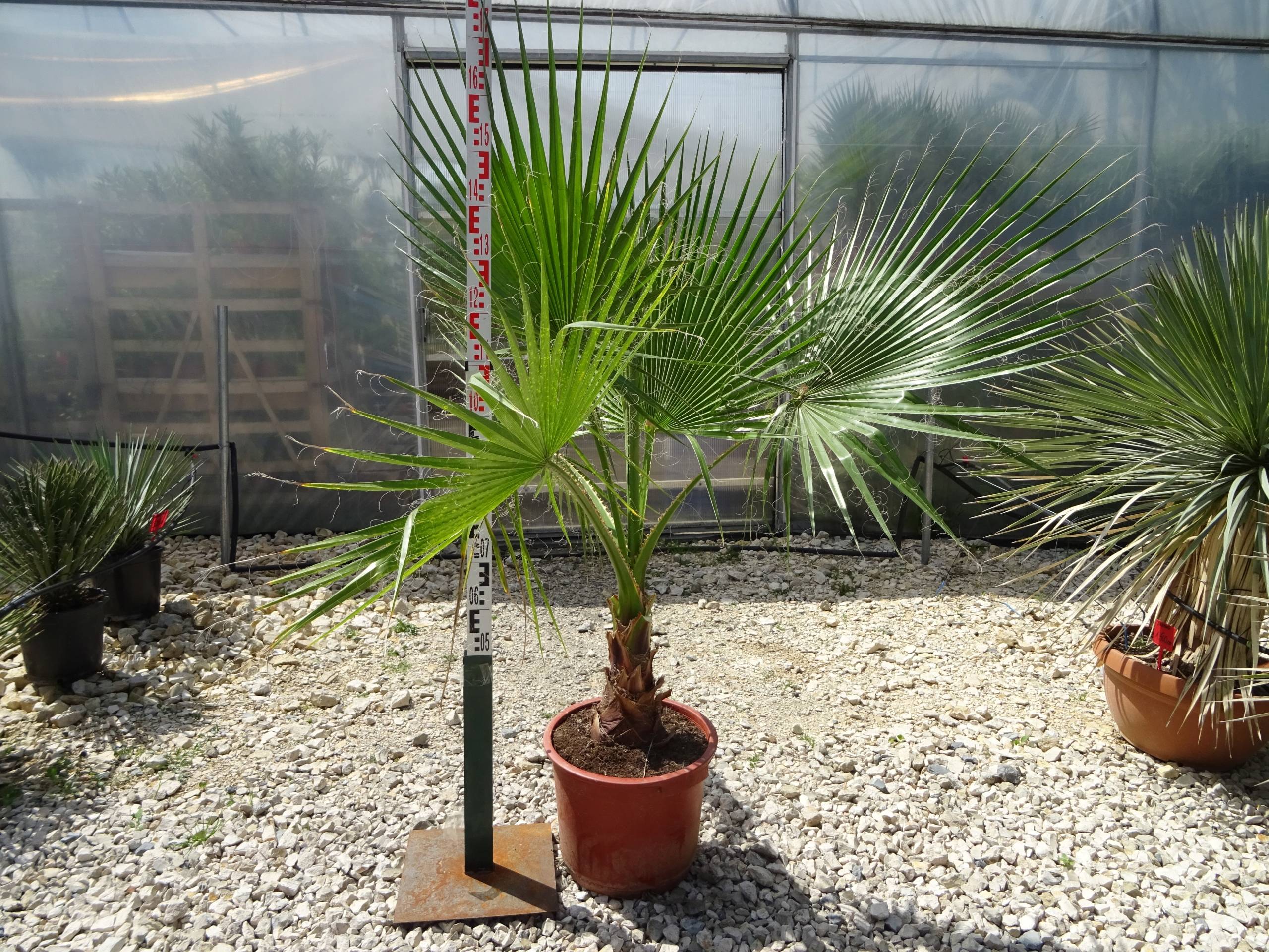 Пальма вашингтония: выращивание, уход и размножение