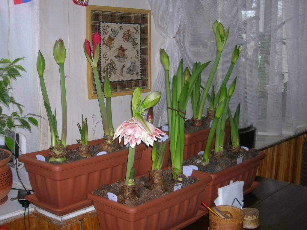 Почему не цветет гиппеаструм в домашних условиях?