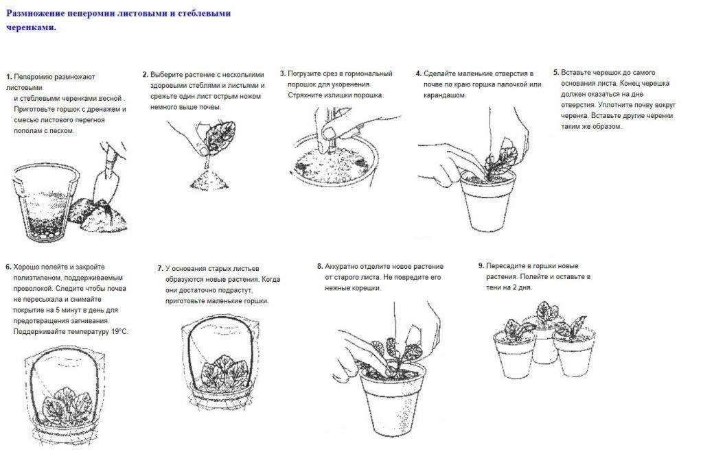 Цереус: описание, уход и размножение растения