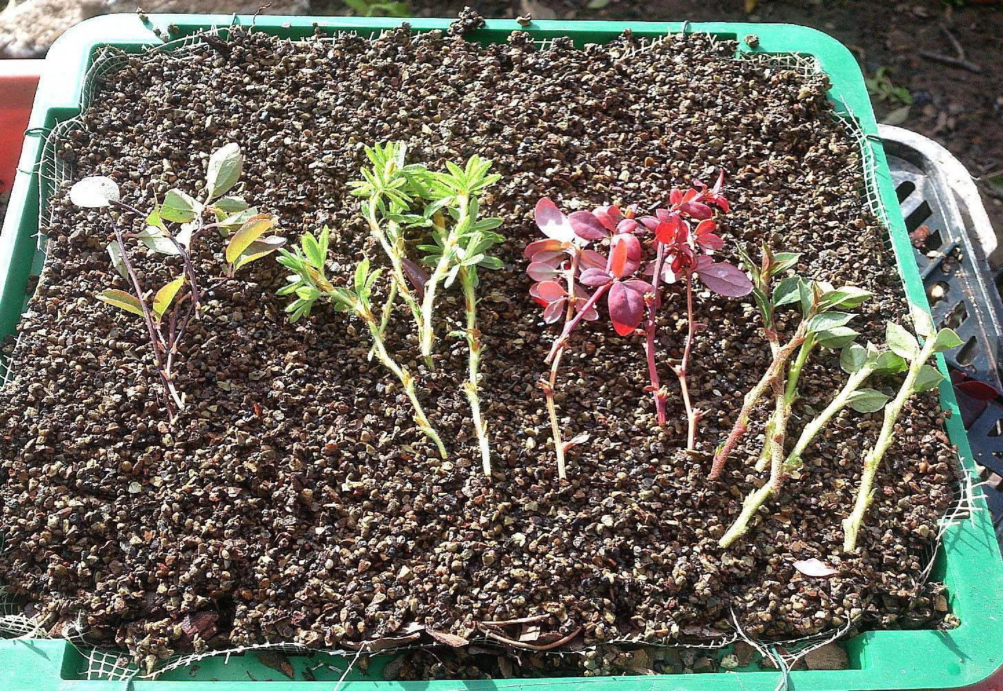 Кустарник барбарис: посадка и уход в открытом грунте и саду, выращивание и размножение