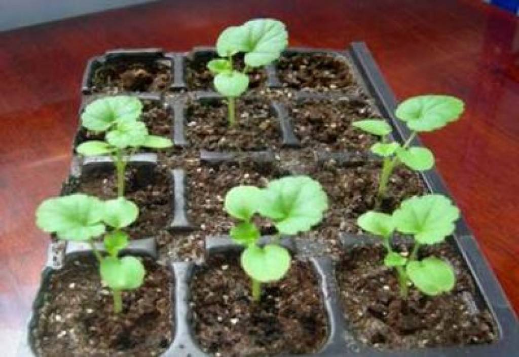 Выращивание пеларгонии из семян в домашних условиях - как получить рассаду