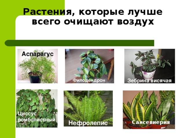 Растения, очищающие воздух, комнатные цветы для очистки воздуха в доме