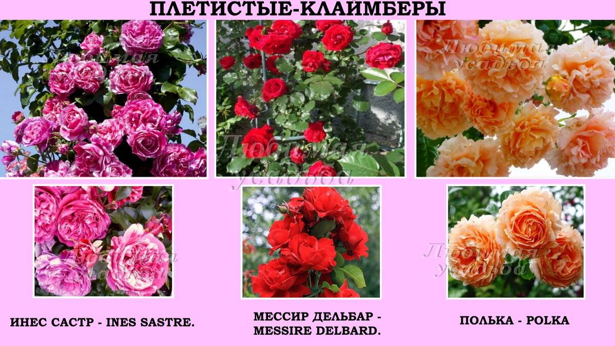 Плетистая роза "лавиния" (описание сорта, отзывы, уход, фото)