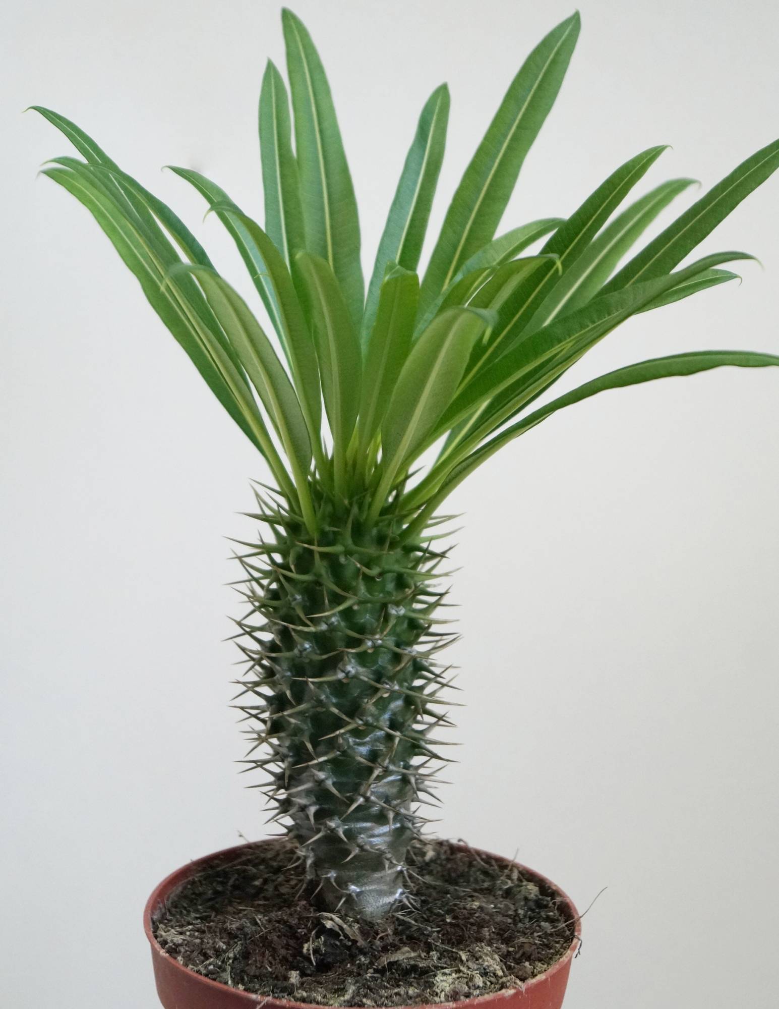 Пахиподиум — суккулент с внешностью пальмы. уход, выращивание, размножение. виды. фото — ботаничка