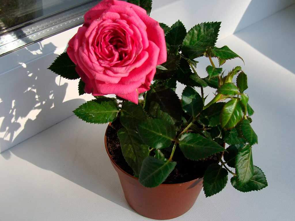 Комнатная роза: как правильно выращивать цветок и ухаживать за ним