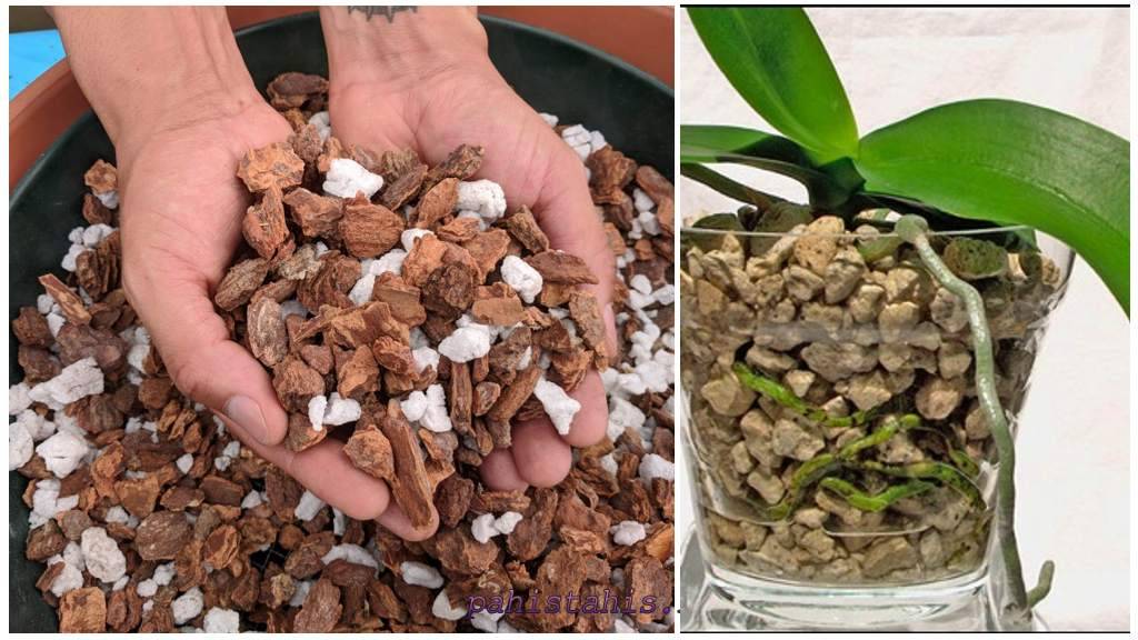 Орхидея: грунт и его составляющие