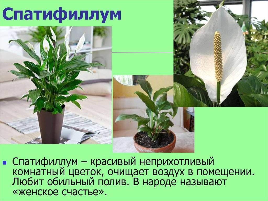 Неприхотливые комнатные растения, как выбрать, ухаживать