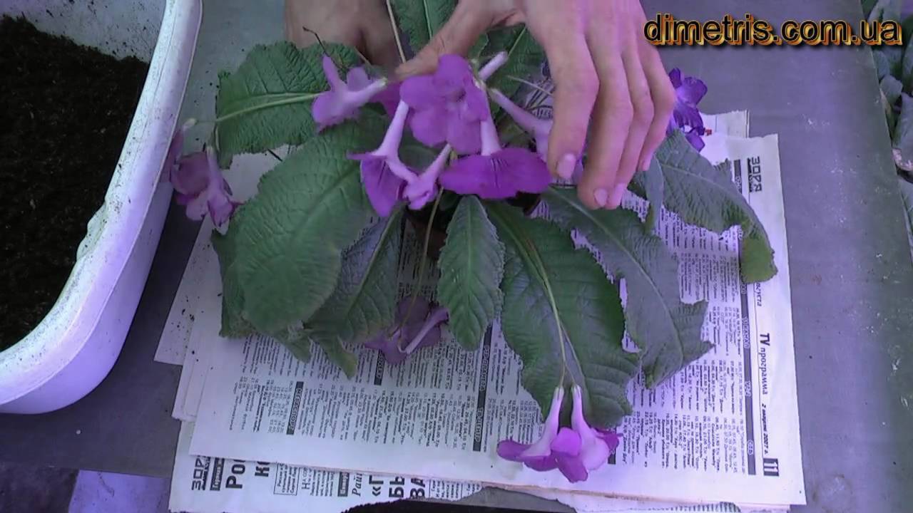 Цветы стрептокарпусы: уход и выращивание, видео, фото, полив, подкормка