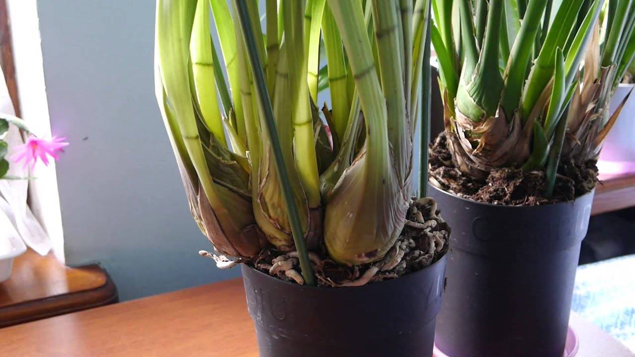 7 способов нарастить корни у орхидеи