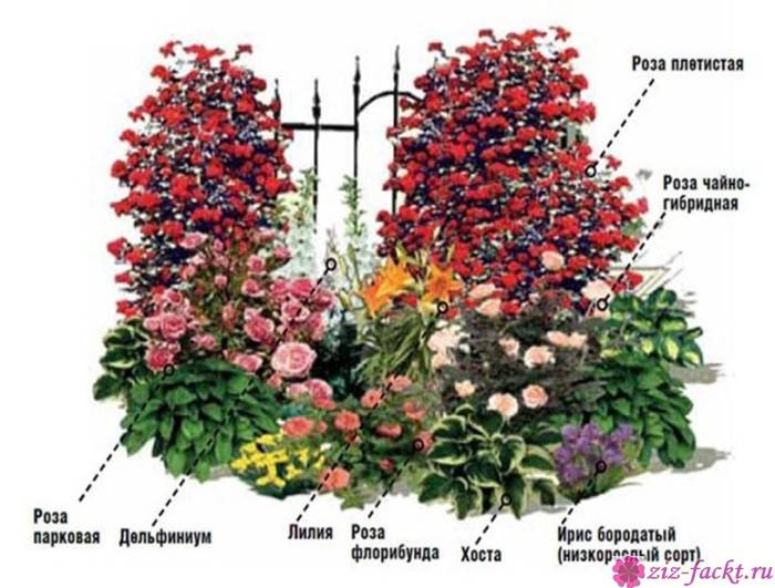 О применении пионов в ландшафтном дизайне: с какими цветами сочетать на клумбе
