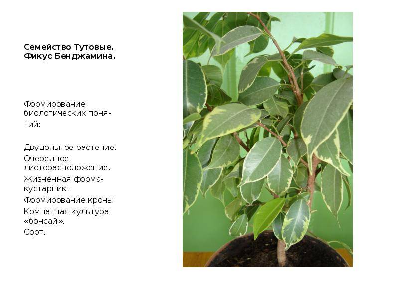 Тутовое дерево (шелковица): посадка, выращивание и уход в открытом грунте