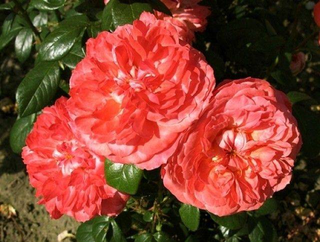 Роза флорибунда — ботаничка