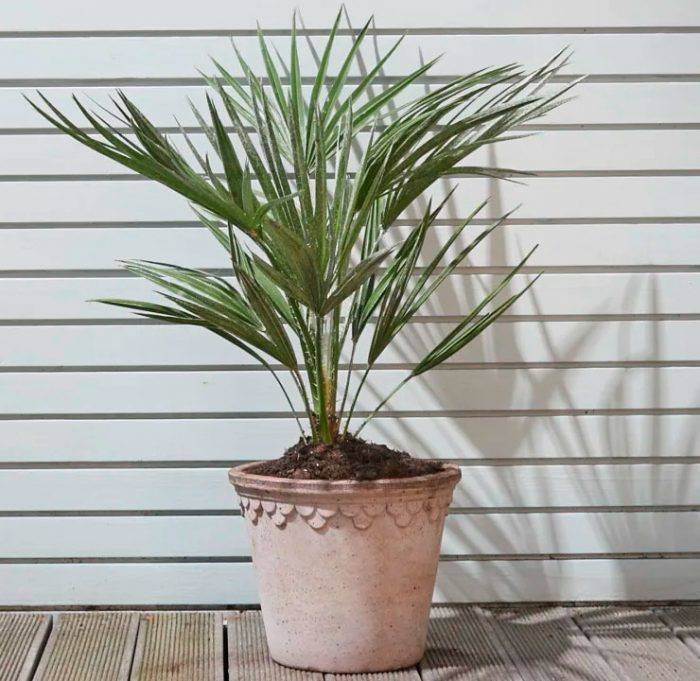 Пальма хамеропс: фото листьев, уход в домашних условиях, размножение семенами и отпрысками