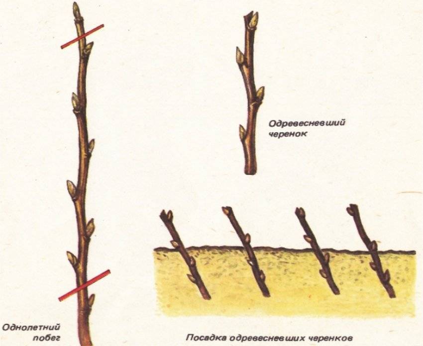 Как размножается жасмин: несколько способов и полезных советов, а также каким образом укоренить растение черенкованием летом или рассадить делением куста?