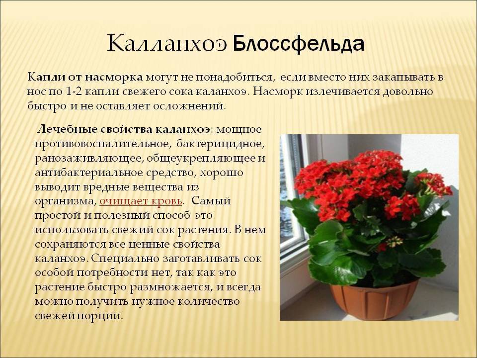 Видов каланхоэ фото и названия, лечебные свойства, уход - nadachedom.ru