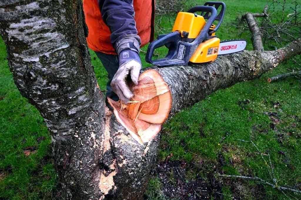 Арборициды для уничтожения деревьев название