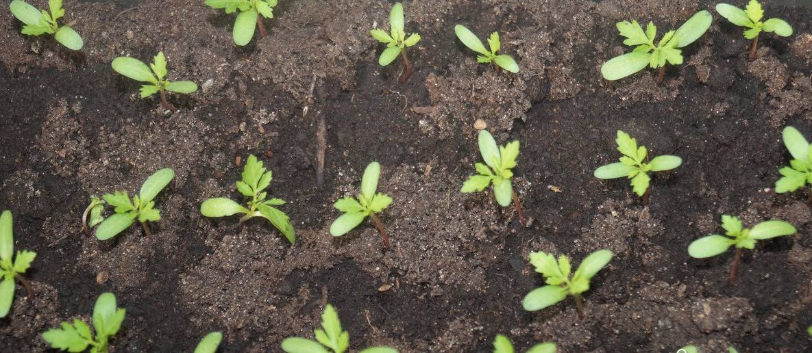 Выращивание рассады ибериса семенами: правила посадки и основы ухода