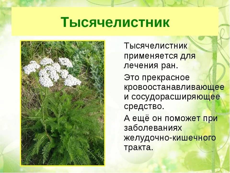 Лекарственные садовые растения и цветы (часть i)