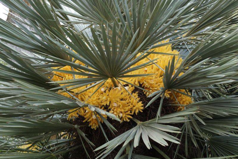 Веерная пальма ликуала уход в домашних условиях пересадка и размножение виды фото и названия | сортовед