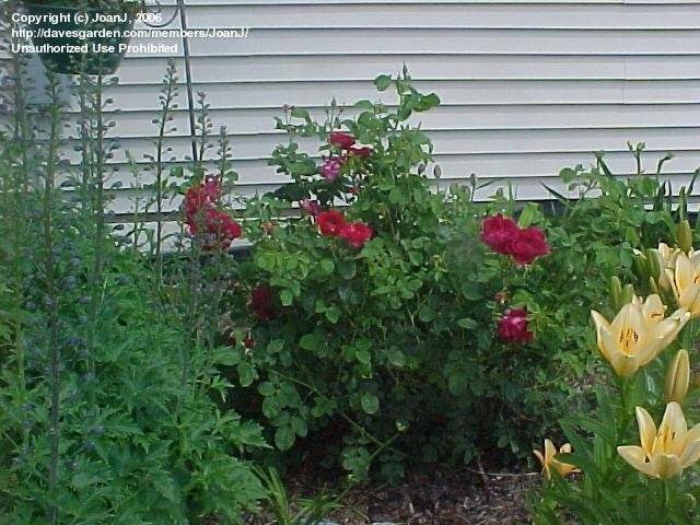 Роза губерт гранд — технологичный огород