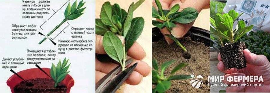 Выращивание рассады целозии: посев семян, уход, пикировка в домашних условиях