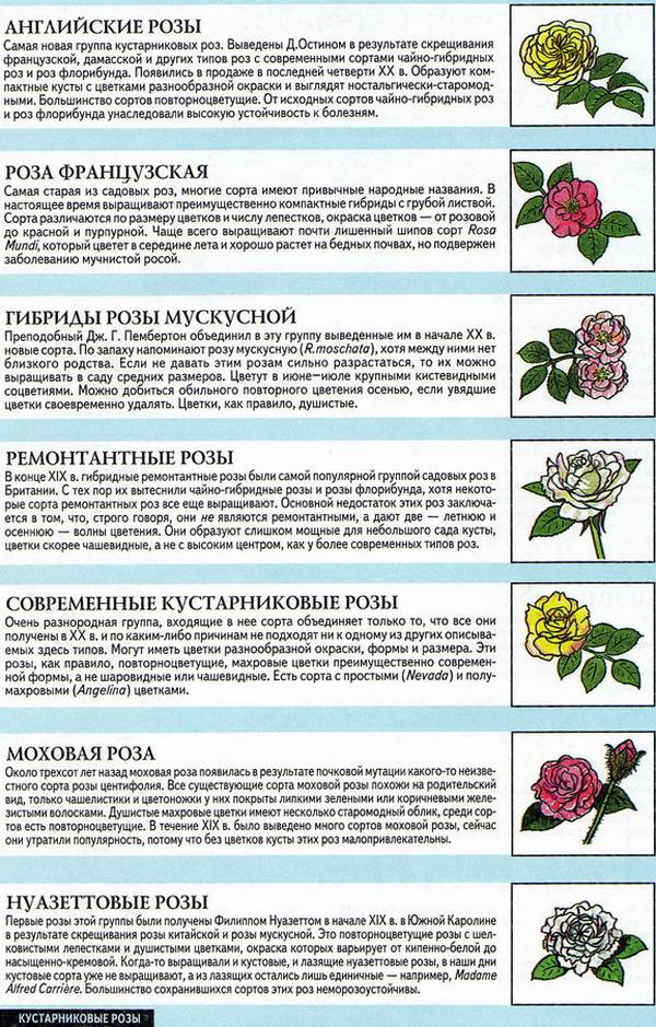 О розе грандифлора: что это такое, характеристики сортов розы, правила ухода