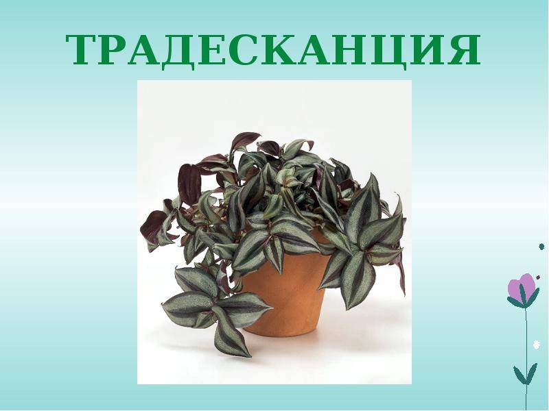Комнатный цветок рео: уход и размножение :: syl.ru