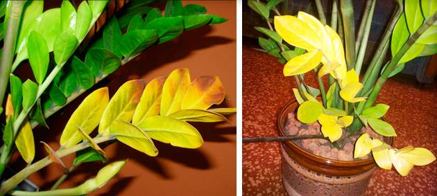 Замиокулькас – что делать если желтеют листья, возможные причины и решение проблемы