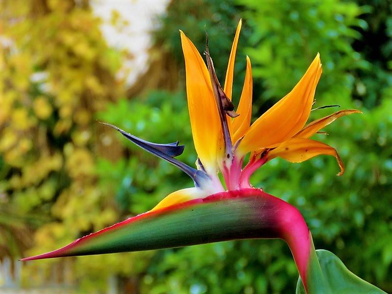 Цветок стрелиция королевская (райская птица): уход дома, фото