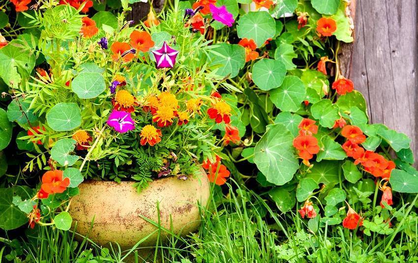 Кислица садовая: описание, особенности выращивания и ухода, фото